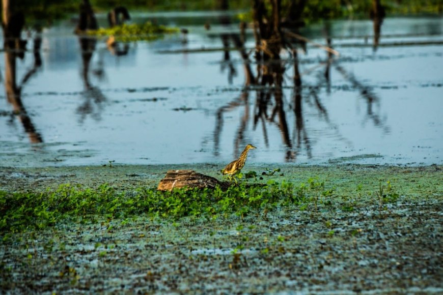 Lucknow to Host 'Vihang Utsav' at New Wetland