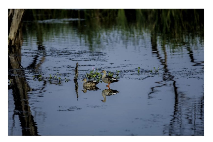 Lucknow to Host 'Vihang Utsav' at New Wetland