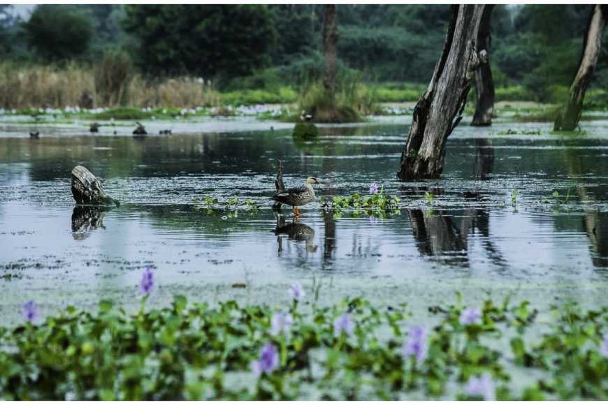 Lucknow to Host 'Vihang Utsav' at New Wetland