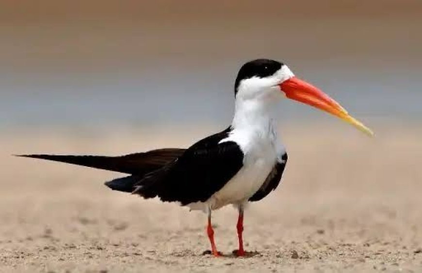 Skimmer Bird Chosen as Mascot for Bird Festival