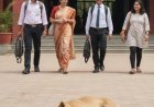 No Stray Dog Duty for Delhi Teachers