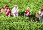 Assam Elections 2026: PM Modi Connects with Tea Workers; BJP Pledges UCC and Massive Investment