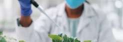 Nauni Varsity Launches Cannabis Research Lab to Boost Himachal’s Green to Gold Mission