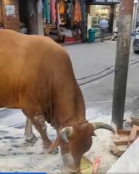 Tragic Stray Bull Attack Claims The Life Of Local Trader In Kumarhatti
