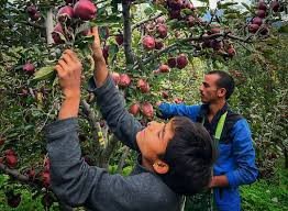 Climate Extremes Hit Himachal Five Thousand Crore Apple Economy Lowering Production Forty Percent