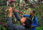 Climate Extremes Hit Himachal Five Thousand Crore Apple Economy Lowering Production Forty Percent