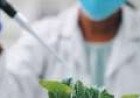 Nauni Varsity Launches Cannabis Research Lab to Boost Himachal’s Green to Gold Mission