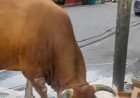 Tragic Stray Bull Attack Claims The Life Of Local Trader In Kumarhatti