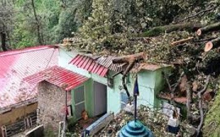Heavy Rains Trigger Tree Collapse On Shimla House Causing Major Structural Damage Overhead