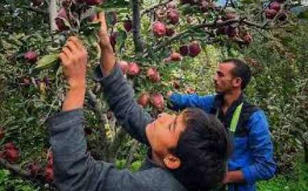 Climate Extremes Hit Himachal Five Thousand Crore Apple Economy Lowering Production Forty Percent
