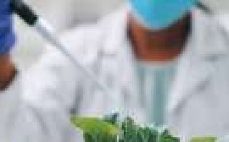 Nauni Varsity Launches Cannabis Research Lab to Boost Himachal’s Green to Gold Mission