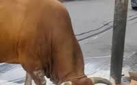 Tragic Stray Bull Attack Claims The Life Of Local Trader In Kumarhatti