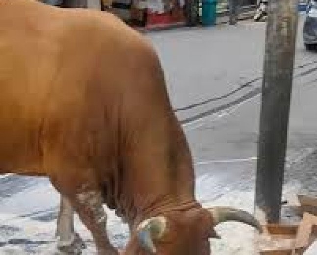 Tragic Stray Bull Attack Claims The Life Of Local Trader In Kumarhatti