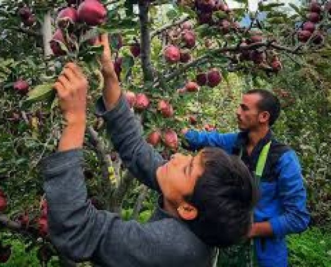 Climate Extremes Hit Himachal Five Thousand Crore Apple Economy Lowering Production Forty Percent