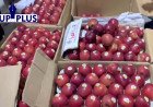 Strict License Display Mandatory for Apple Traders to Protect Himachal Growers
