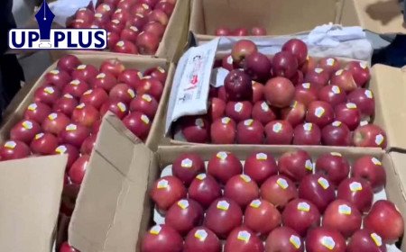 Strict License Display Mandatory for Apple Traders to Protect Himachal Growers