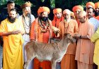 CM Yogi Adityanath Listens to Public Grievances at Gorakhnath Temple 'Janta Darshan', Inspects Goshala