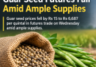 Guar Seed Futures Fall Rs 15 on Ample Supplies